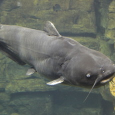 1280px-Blue_catfish_tenn_aquarium